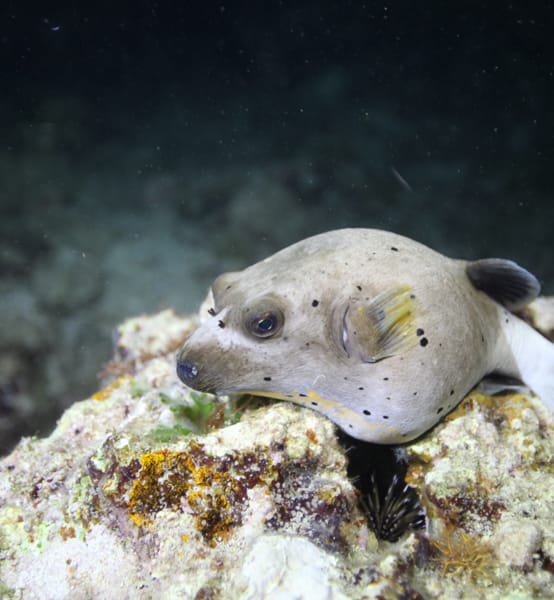 %eb%82%98%ec%9d%b4%ed%8a%b8%eb%8b%a4%ec%9d%b4%eb%b9%99-%ec%83%81%ec%84%b8 %eb%82%98%ec%9d%b4%ed%8a%b8%eb%8b%a4%ec%9d%b4%eb%b9%99-%ec%83%81%ec%84%b8