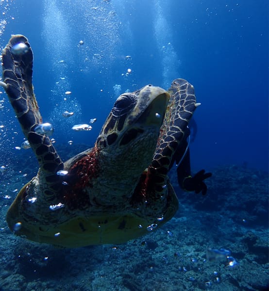 %ec%98%a4%ed%94%88%ec%9b%8c%ed%84%b0%eb%8b%a4%ec%9d%b4%eb%b9%991